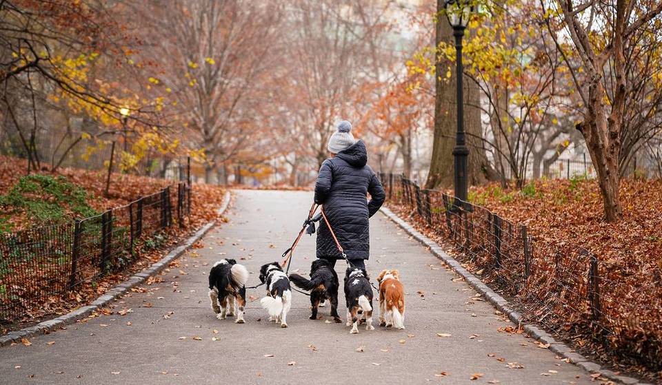 Le meilleur quartier de New York pour les propriétaires de chiens se trouve juste à côté de l&rsquo;un des parcs les plus célèbres de la ville.