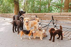 Various breeds of dog being walked on the Upper West Side, New York City, USA