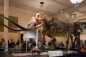 Dinosaur Fossils as exhibits in the American Museum of Natural History