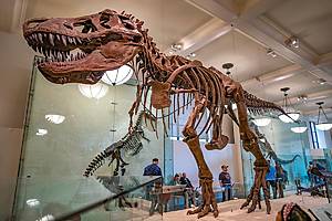 Museum of Natural History NYC