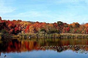 Massapequa Preserve- New York, Long Island Foliage