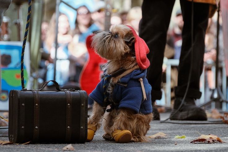 Great PUPkin Dog Halloween contest