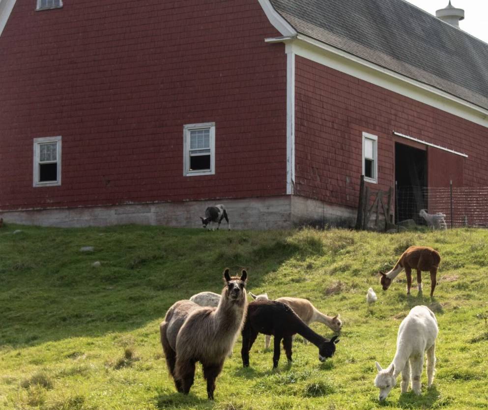 Mountain View Grand farm