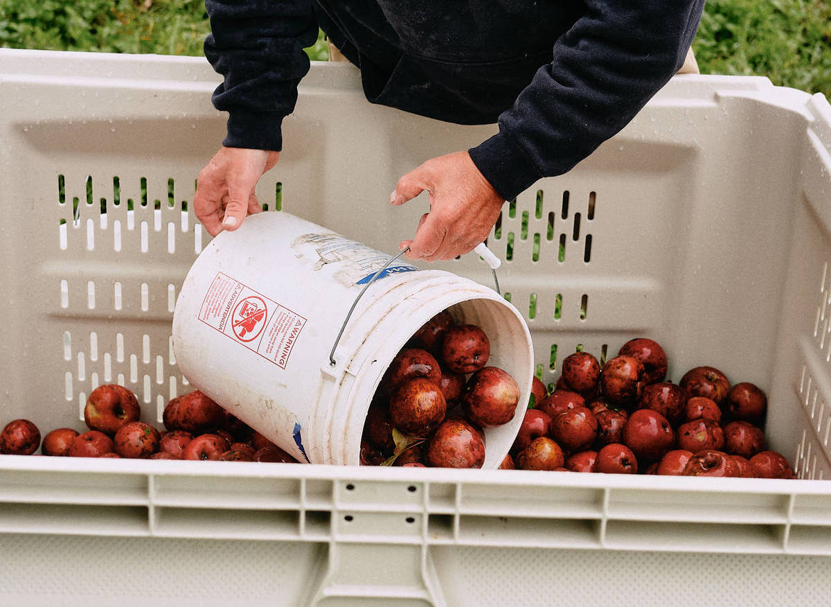 Apples harvested at Mountain View Grand