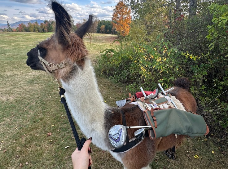 Llama tee time trek at Mountain View Grand