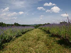 Lockwood Lavender Farm, West Lake Road, Skaneateles, NY, USA
