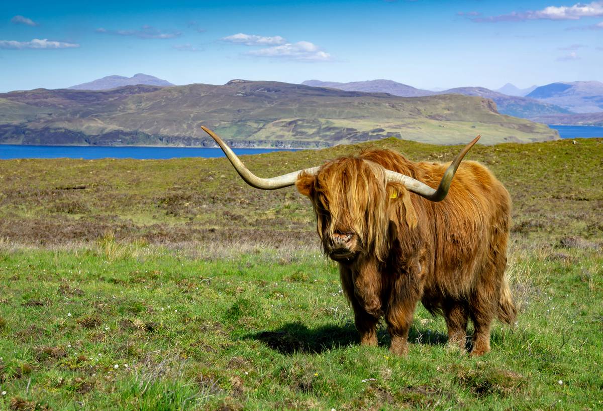 A Highland cow