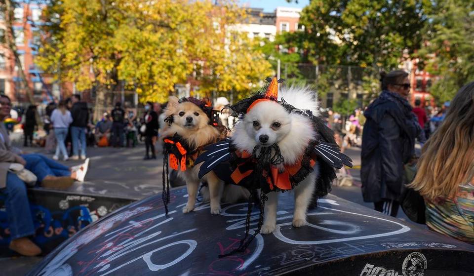 Este ilustrador de Brooklyn hace retratos de mascotas durante el desfile de perros de Halloween de Tompkins Square Park
