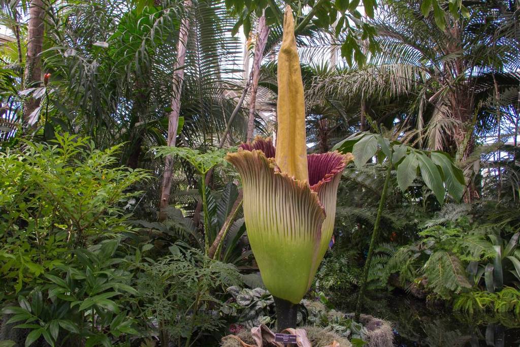 La «flor más apestosa del mundo», que huele a carne podrida, empieza a florecer en el NYBG &#8211; Vea la retransmisión en directo
