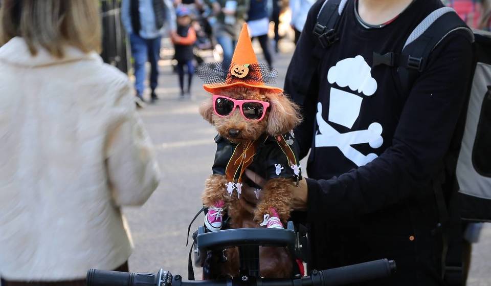 De Tompkins Square Halloween Dog Parade komt dit weekend terug voor het 35e jaar &#8211; met adoptie Reddingshonden