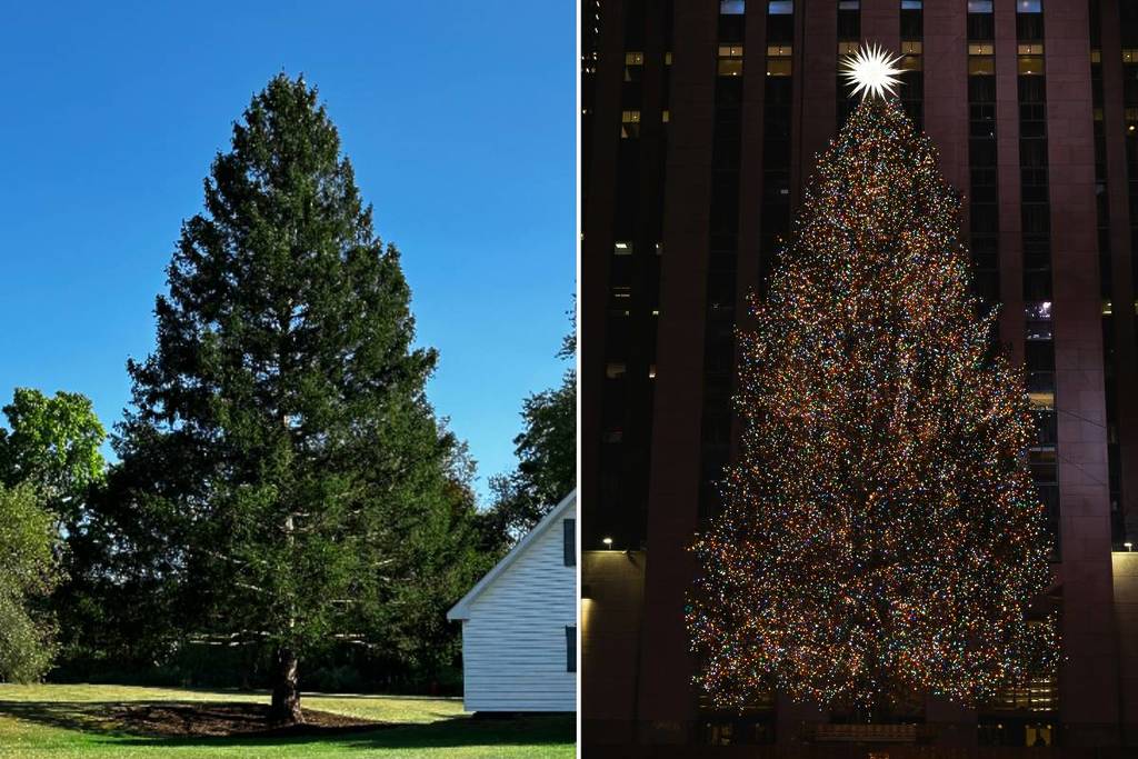 2025 Rockefeller Center Weihnachtsbaum