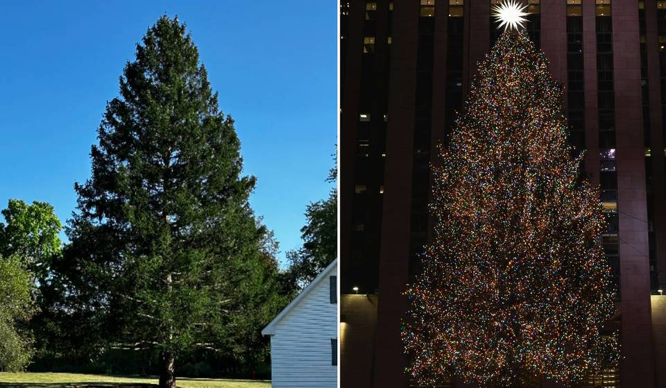 Esta charmosa cidade do interior do estado de NY, conhecida como &#8216;The Green Woods&#8217;, está presenteando NYC com sua árvore de Natal do Rockefeller Center de 2025