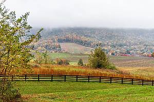 Autumn fall foliage season countryside at Charlottesville winery vineyard in blue ridge mountains of Virginia with fog mist cloudy sky day