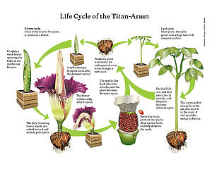 corpse flower growth cycle