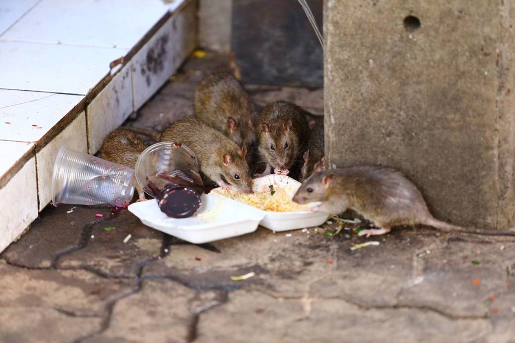 rats are eating debris next to each other on the wet floor and very foul smell. Selective focus