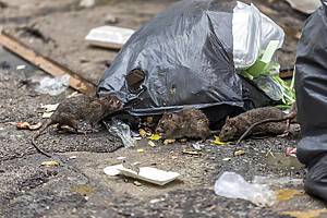 Three dirty, shaggy, skinny rats ate garbage next to each other. Garbage bags on the floor were wet and smelled very bad. reflecting the problem of overflowing garbage in the city.