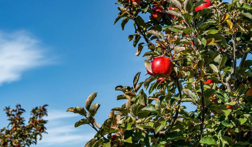 Nächste Woche gibt es in NYC einen kostenlosen Apfelgarten für einen Tag &#8211; 20.000 Pfund frische, lokal angebaute NY-Äpfel