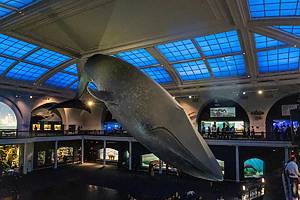 American Museum of Natural History blue whale