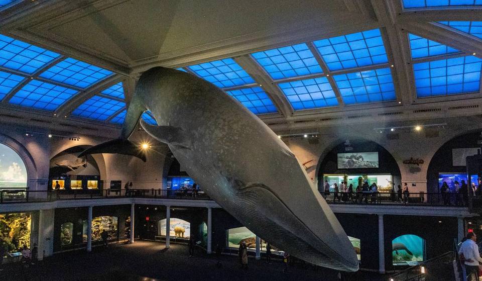 Nach einer ausverkauften Veranstaltung kehren die Übernachtungsabenteuer im Naturkundemuseum von New York im Jahr 2026 zurück &#8211; hier erfahren Sie, wann die Tickets in den Verkauf gehen