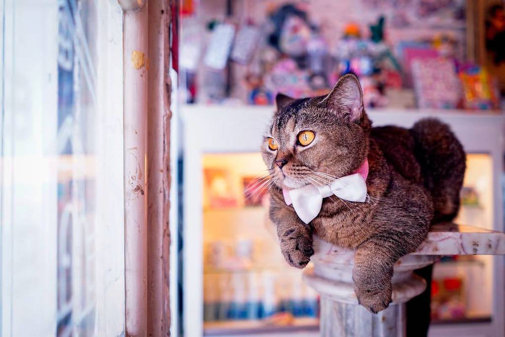 Un nuevo proyecto de ley legalizará las bodegas de gatos en Nueva York: esto es lo que les espera a nuestras «joyas de la corona» peludas