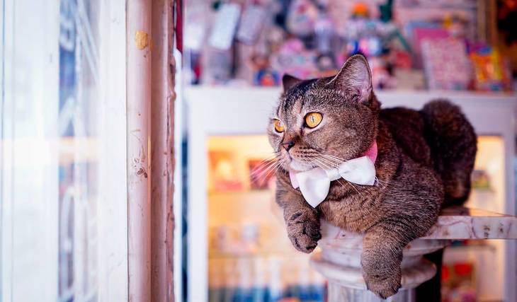 A New Bill Will Legalize Bodega Cats In NYC — Here’s What Next For Our Furry ‘Crown Jewels’