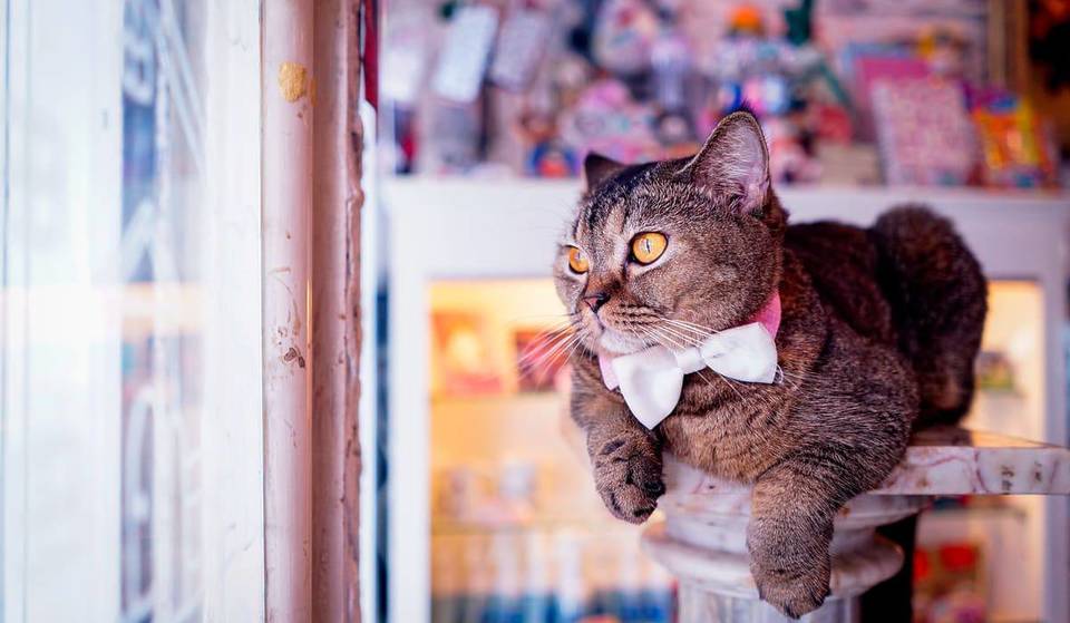 A New Bill Will Legalize Bodega Cats In NYC — Here’s What Next For Our Furry ‘Crown Jewels’
