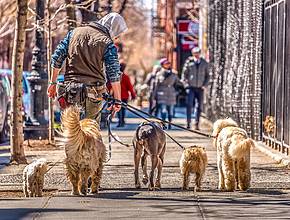 Major Cities Are Using DNA Testing To Track Down Pet Parents Who Don&#8217;t Pick Up After Their Dog — Would It Work In NYC?