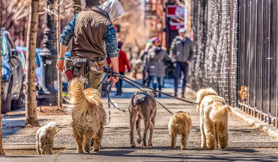 Major Cities Are Using DNA Testing To Track Down Pet Parents Who Don’t Pick Up After Their Dog — Would It Work In NYC?