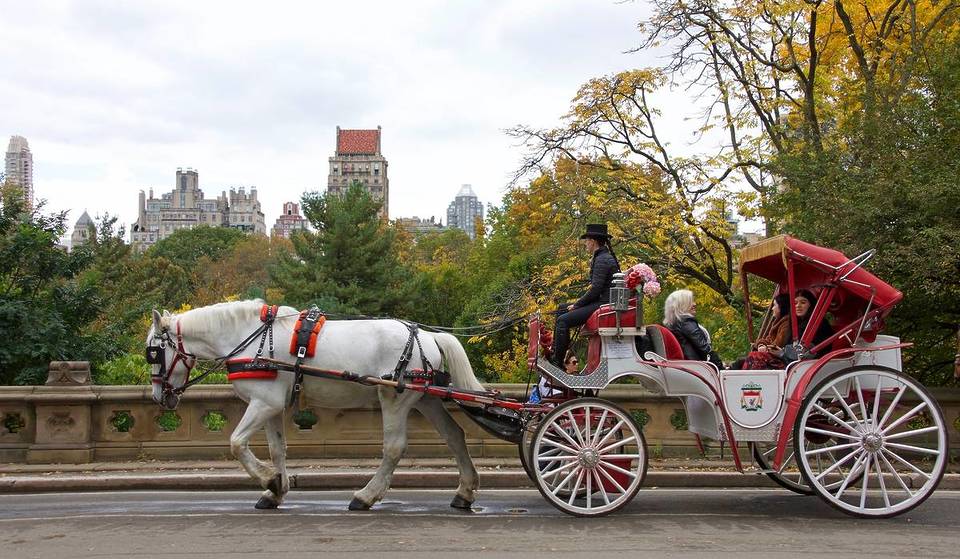 Der Stadtrat von New York blockiert einen Gesetzesentwurf zur Abschaffung von Pferdekutschen im Central Park