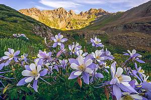 Large Patch of Purple Columbine Wildflowers in the San Juan Mountains of Colorado during sunrise