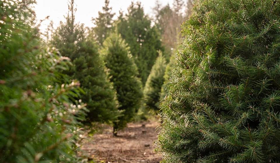One Of The Largest Christmas Tree Farms In The Tristate Area Features 50 Acres Of Greenery, A Christmas Village, & More — Only 1 Hour From NYC
