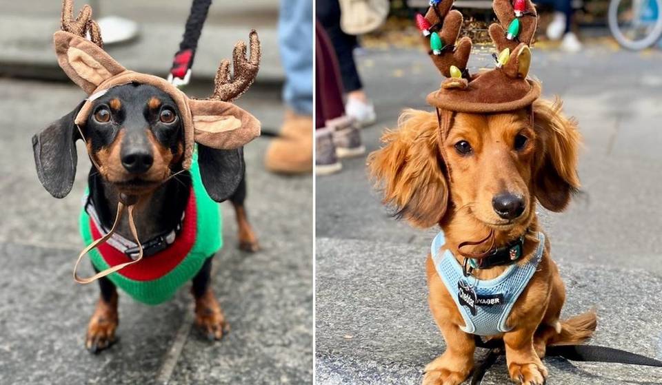 A Parade Of Doxies In Christmas Sweaters Is Coming To NYC Next Weekend — And It’s The Cutest Holiday Tradition In Town