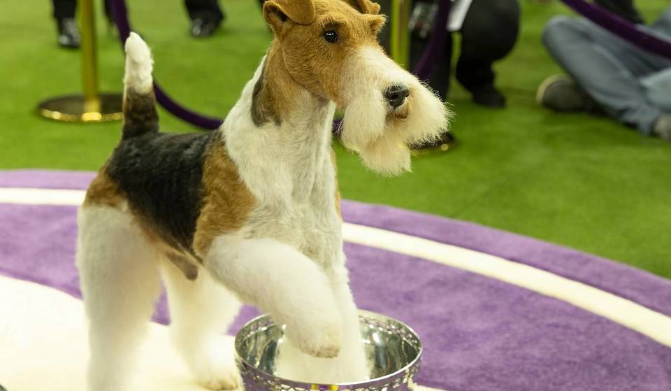 This NYC Non-Profit Has One Of The World’s Largest Canine-Related Art Displays — Next Up Is An Exhibit On The Westminster Kennel Club Dog Show