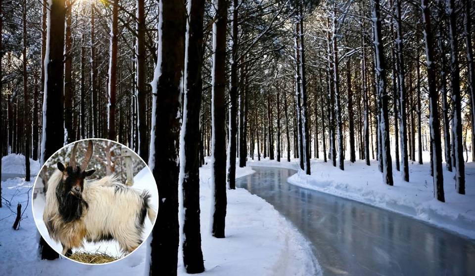 Dit openluchtschaatspad van 9 mijl slingert je door een betoverend bos – en je kunt onderweg exotische dieren voeren