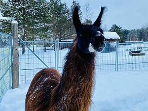 llama or alpaca