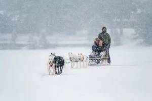 people dog sledding in lake placid