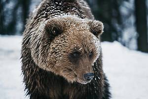 grizzly bear