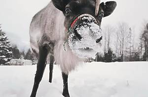 reindeer with snow on his face at Vermont Reindeer Farm