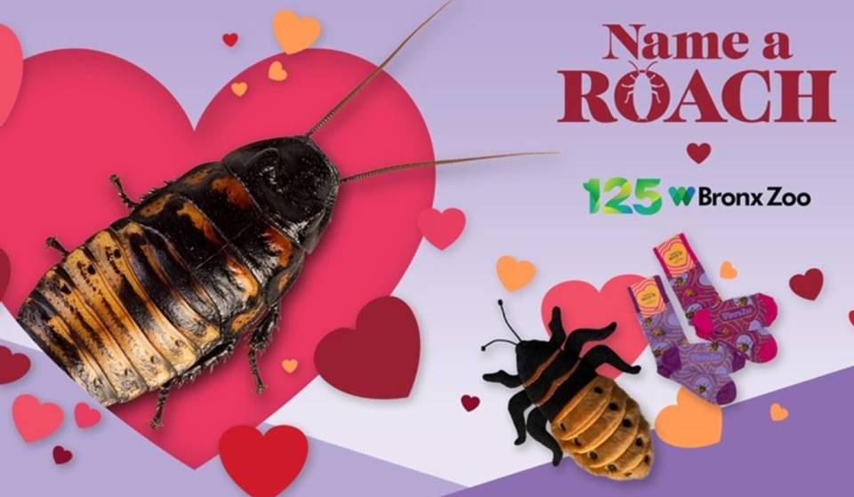 Pour la Saint-Valentin, vous pouvez donner à un cafard le nom de votre ex, de votre situation ou même de votre amoureux. Voici comment participer à une tradition que le zoo du Bronx considère comme « éternelle ».
