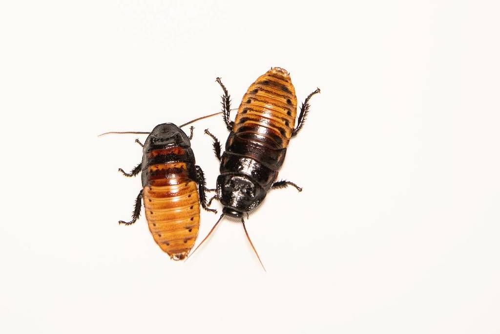 You Can Name A Roach After Your Ex, Situationship, Or Even Lover This Valentine’s Day — Here’s How To Get In On A Tradition That The Bronx Zoo Says Is ‘Forever’
