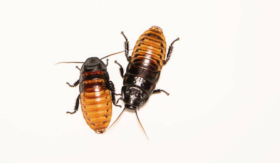You Can Name A Roach After Your Ex, Situationship, Or Even Lover This Valentine’s Day — Here’s How To Get In On A Tradition That The Bronx Zoo Says Is ‘Forever’