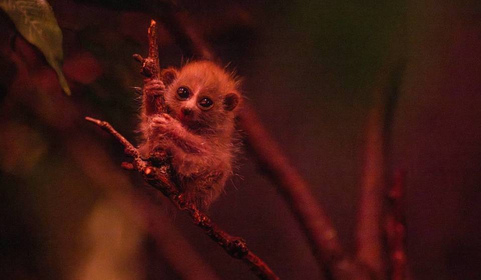 Er is net een bedreigde dwergluiaard geboren in de Bronx Zoo. Het is de eerste primaat die geboren is in de nieuwe tentoonstelling ‘World of Darkness’ van de dierentuin.