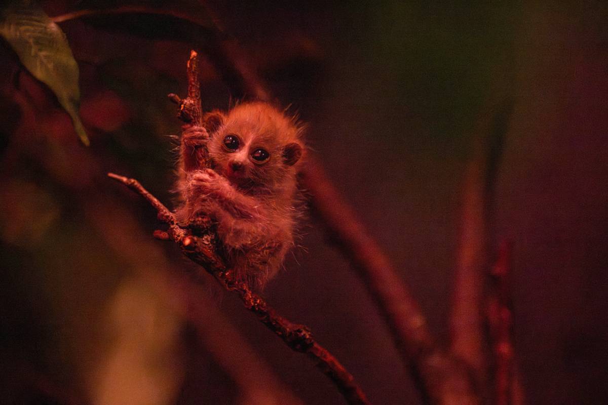 Loris Hand An Endangered Pygmy Slow Loris Was Just Born At The Bronx Zoo—It's The ...