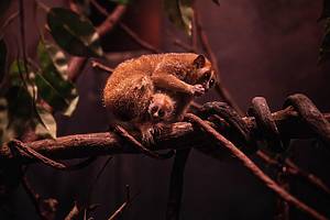 Endangered pygmy slow loris baby and mom at the Bronx Zoo