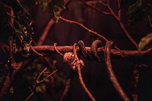 Endangered pygmy slow loris baby at the Bronx Zoo