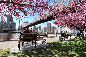 Buildings in Manhattan from Roosevelt Island, New york city / USA // people sitting on a bench with cherry blossoms around in the spring