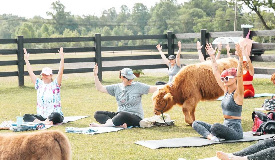 Esta granja escondida a 90 minutos de Nueva York ofrece yoga con vacas en miniatura.