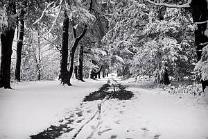 A road covered in snow and lined with trees within Topsmead state forest in Litchfield connecticut on a winter day.