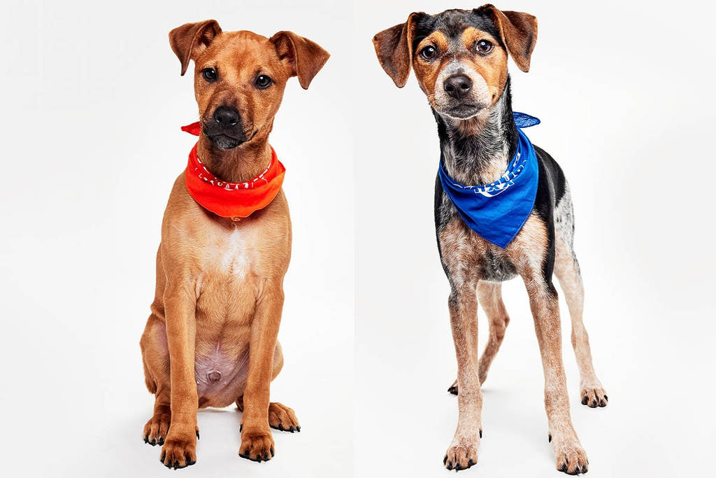 Meet The Two NYC Rescue Dogs Who Stole Hearts At The 2026 Puppy Bowl