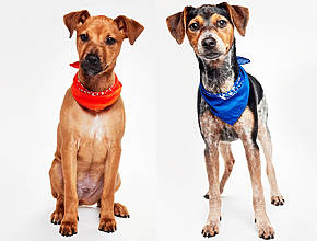 Meet The Two NYC Rescue Dogs Who Stole Hearts At The 2026 Puppy Bowl